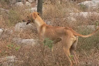 细犬吃什么毛发色泽好 中国细犬吃什么对毛色好