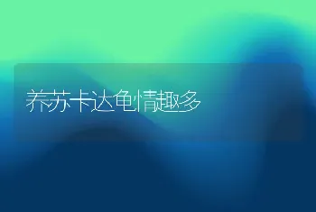 养苏卡达龟情趣多