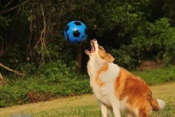 边境牧羊犬怎么洗澡 边牧洗澡流程