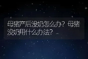 母猪产后没奶怎么办？母猪没奶用什么办法？