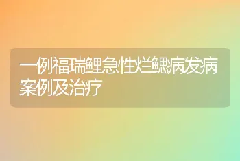 一例福瑞鲤急性烂鳃病发病案例及治疗