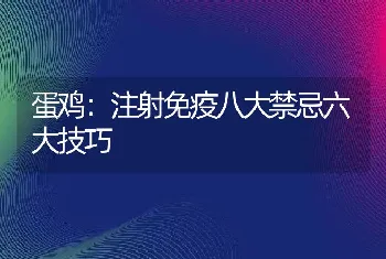 蛋鸡：注射免疫八大禁忌六大技巧