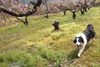 边牧幼犬怎么照顾 边境牧羊犬幼犬喂养护理知识