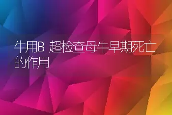 牛用B超检查母牛早期死亡的作用