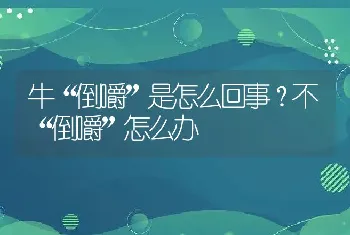 牛“倒嚼”是怎么回事？不“倒嚼”怎么办