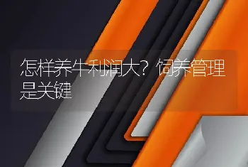 怎样养牛利润大？饲养管理是关键