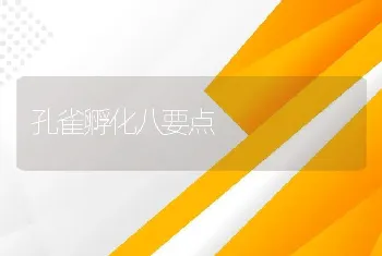 孔雀孵化八要点