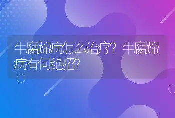 牛腐蹄病怎么治疗？牛腐蹄病有何绝招？