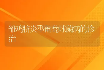 雏鸡脐炎型葡萄球菌病的诊治