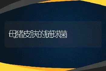 网上快速养鸭