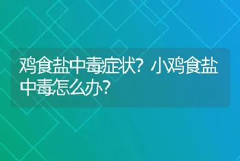 鸡食盐中毒症状？小鸡食盐中毒怎么办？