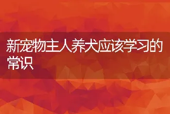 新宠物主人养犬应该学习的常识