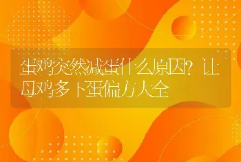 蛋鸡突然减蛋什么原因？让母鸡多下蛋偏方大全