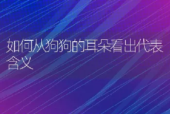 如何从狗狗的耳朵看出代表含义