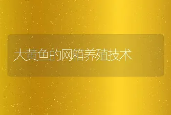 大黄鱼的网箱养殖技术