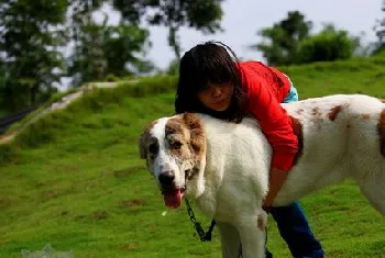 中亚牧羊犬吃什么狗粮好 中亚牧羊犬狗粮选择推荐