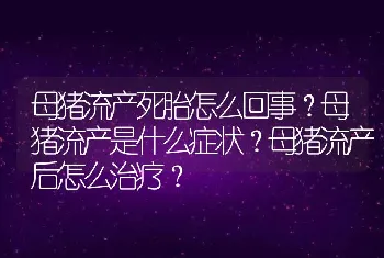 母猪流产死胎怎么回事？母猪流产是什么症状？母猪流产后怎么治疗？