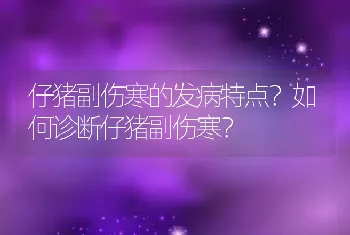 仔猪副伤寒的发病特点？如何诊断仔猪副伤寒？