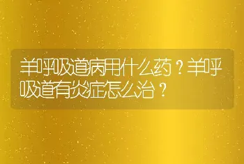 羊呼吸道病用什么药？羊呼吸道有炎症怎么治？