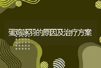 蛋鸡啄羽的原因及治疗方案