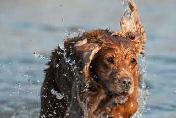 英国可卡犬怎么梳毛 英国可卡犬毛发打理方法