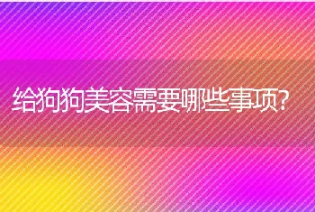 给狗狗美容需要哪些事项？