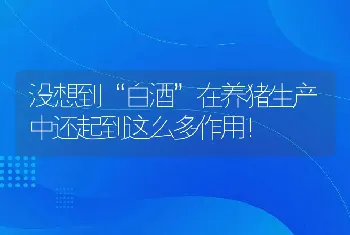 没想到“白酒”在养猪生产中还起到这么多作用！