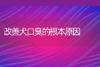 改善犬口臭的根本原因