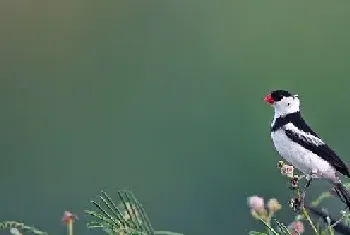 抓拍针尾维达鸟高清图片