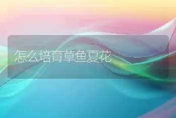 怎么培育草鱼夏花