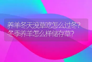 养羊冬天没草吃怎么过冬？冬季养羊怎么样储存草？