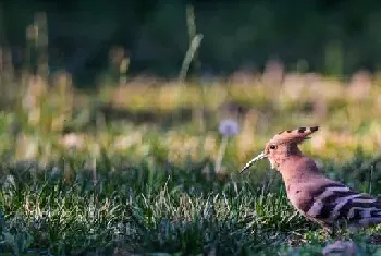 [戴胜图片]在草丛觅食的戴胜鸟