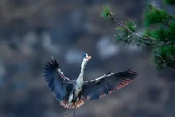 [苍鹭图片]苍鹭高清图组