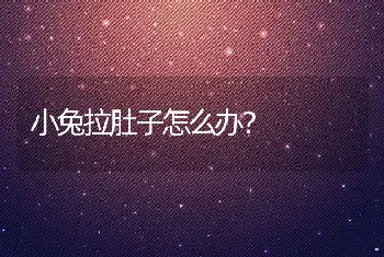 小兔拉肚子怎么办？