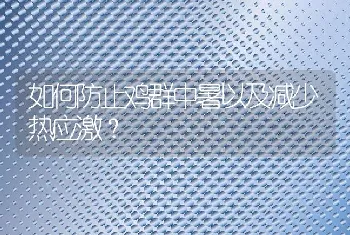 如何防止鸡群中暑以及减少热应激？