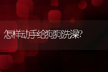 怎样动手给狗狗洗澡?