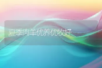 寿光鸡腿葱