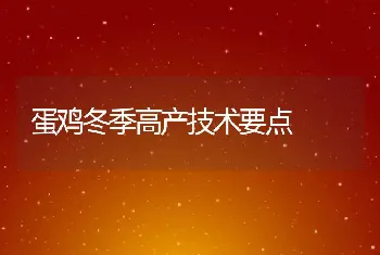 蛋鸡冬季高产技术要点