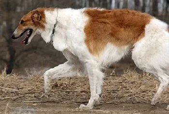 苏俄猎狼犬不能吃什么 苏俄猎狼犬禁忌食物介绍