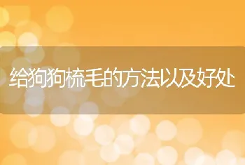 给狗狗梳毛的方法以及好处