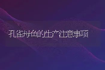 孔雀母鱼的生产注意事项