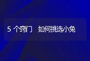 5个窍门 如何挑选小兔