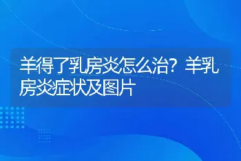 羊得了乳房炎怎么治？羊乳房炎症状及图片