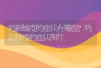 鸡新城疫的症状有哪些？鸡新城疫的症状图片