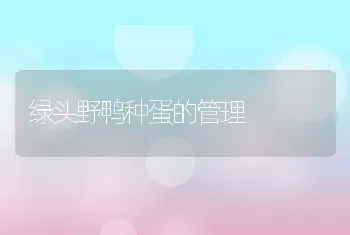 绿头野鸭种蛋的管理