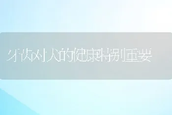 牙齿对犬的健康特别重要