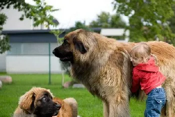 兰波格犬吃什么好 兰波格犬狗粮选择推荐