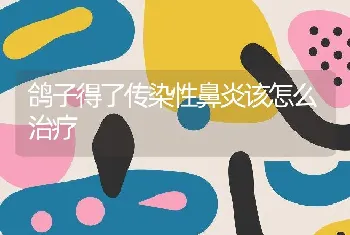 鸽子得了传染性鼻炎该怎么治疗