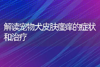 解读宠物犬皮肤瘙痒的症状和治疗