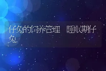 仔兔的饲养管理-睡眠期仔兔